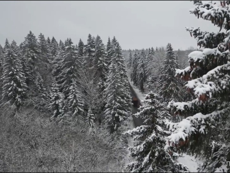Главную ель для Дворцовой площади привезут из Ленобласти в декабре