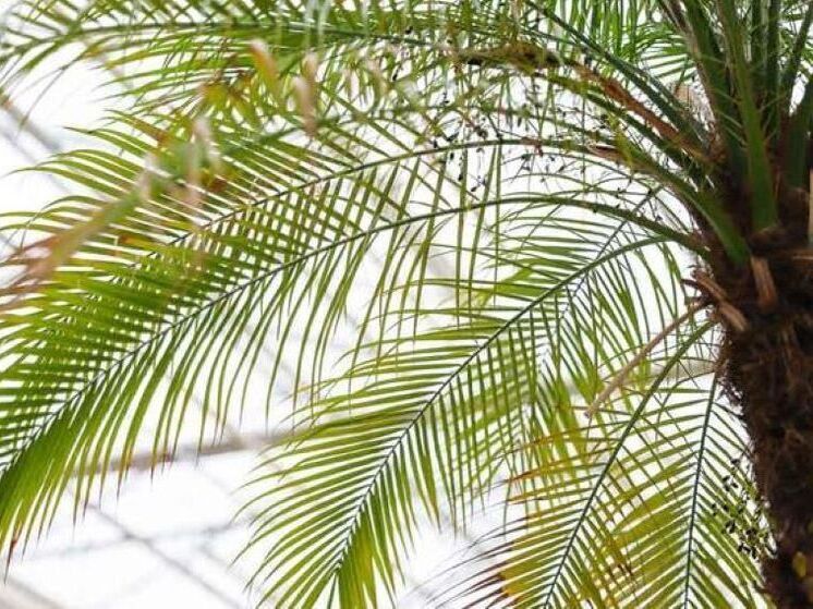 В теплицах Белгорода готовят к высадке на улицах тропические растения