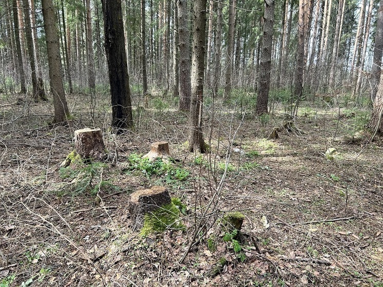 Пожилой прикамец осужден за незаконную рубку леса и хранение пороха