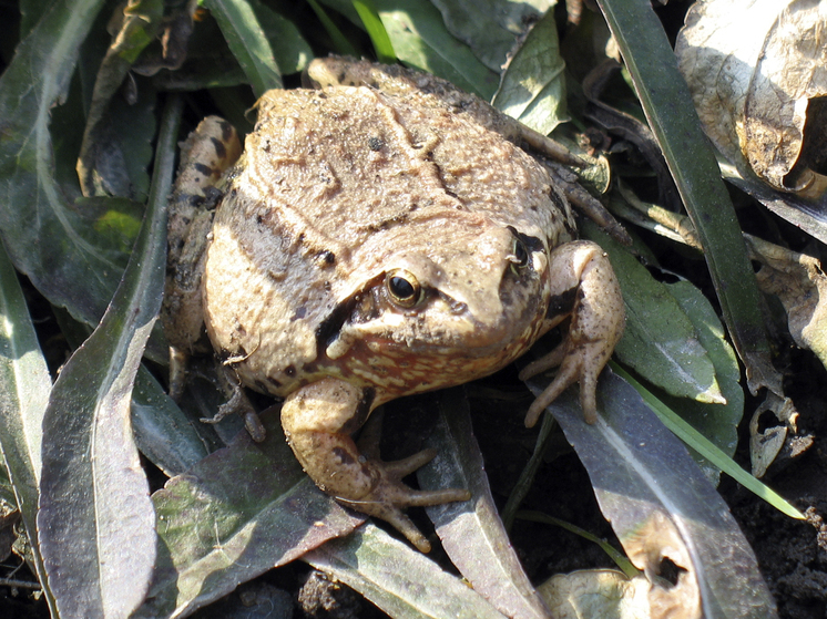 Россиянин едва не пострадал, пытаясь спасти жабу от гадюки на Бали