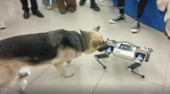 На Конгрессе молодых учёных состоялось общение собаки с роботом