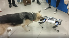На Конгрессе молодых учёных состоялось общение собаки с роботом