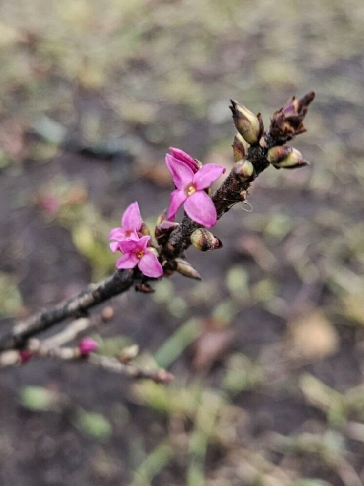 В Ярославле из-за аномального тепла начали цвести весенние кустарники