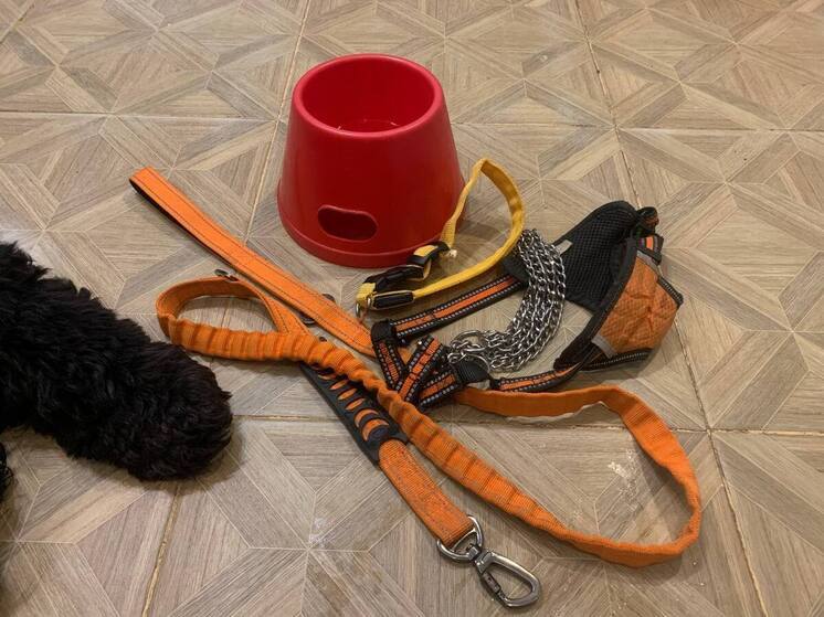 Кинолог Голубев: расстройство пищевого поведения бывает и у собак