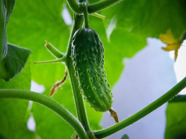 Челябинская область нарастила производство тепличных овощей