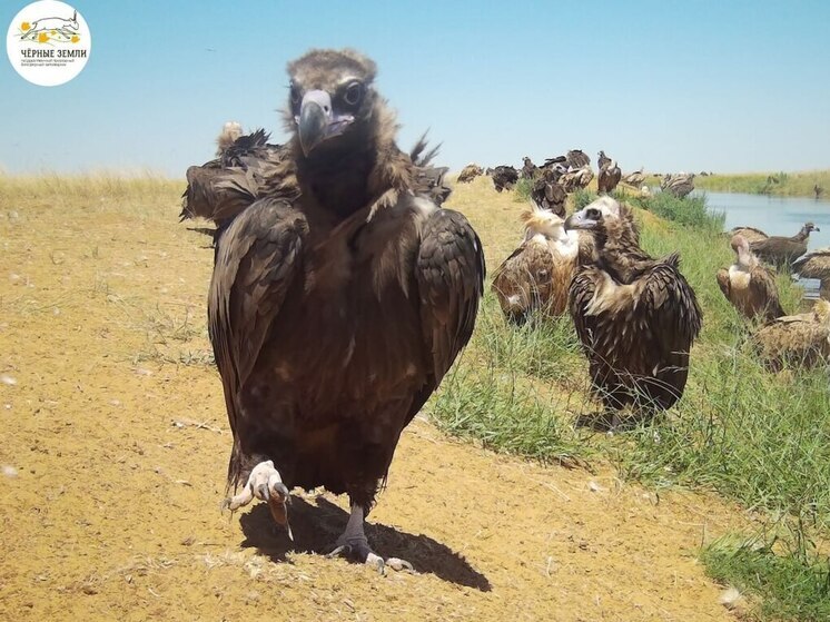 В заповеднике Калмыкии обустроили дополнительный водопой для сайгаков