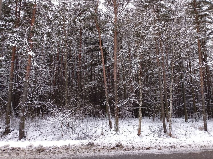 В Ленобласти потеплеет до +5 градусов 29 ноября