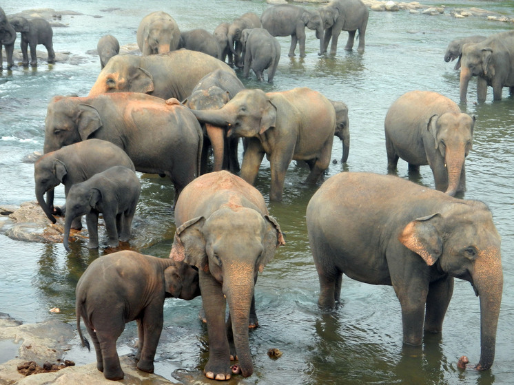 Save the Elephants: слоны быстро перестают бояться дронов, но долго привыкают