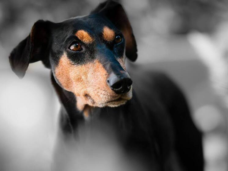 В Дагестане прокуратура добивается компенсации для ребенка, укушенного собакой