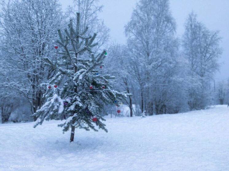 Объявлен конкурс на заготовку новогодних елей в Карелии