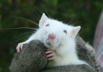 Ученые обнаружили новое зловещее поведение кровожадных крыс, от которого вскоре могут фатально пострадать и люди