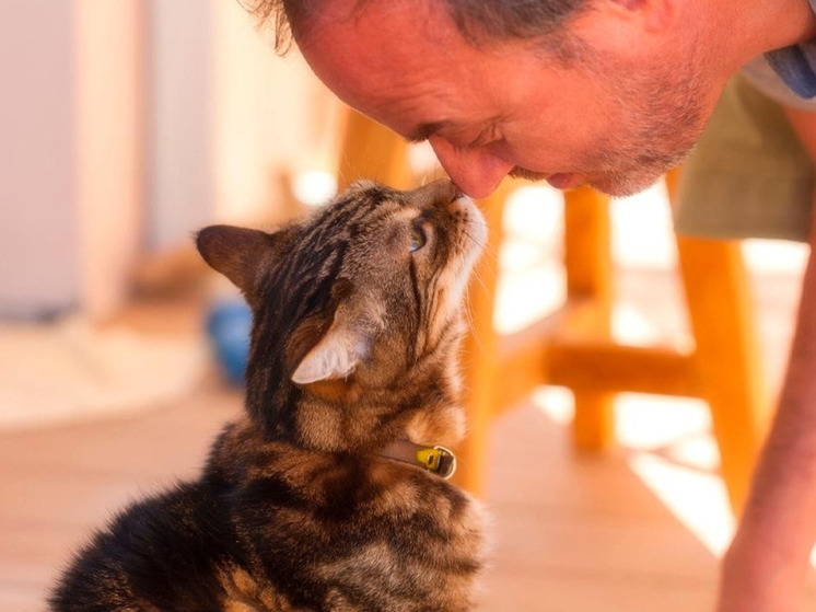 В Зеленограде ветеринары спасли кота, получившего более 20 пулевых ранений