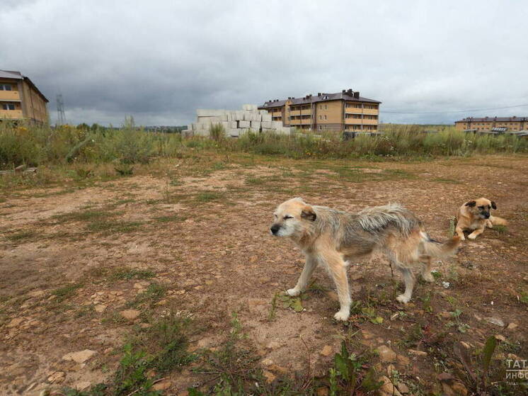 Возбудили дело в Татарстане после нападения собак на ребенка