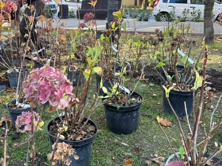 В Сочи провели озеленение и благоустройство Лазаревского района