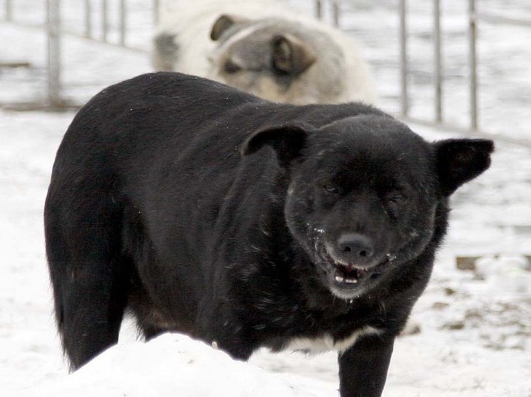 Многочисленные случаи нападения бродячих псов на людей зафиксировали в Красноярском крае