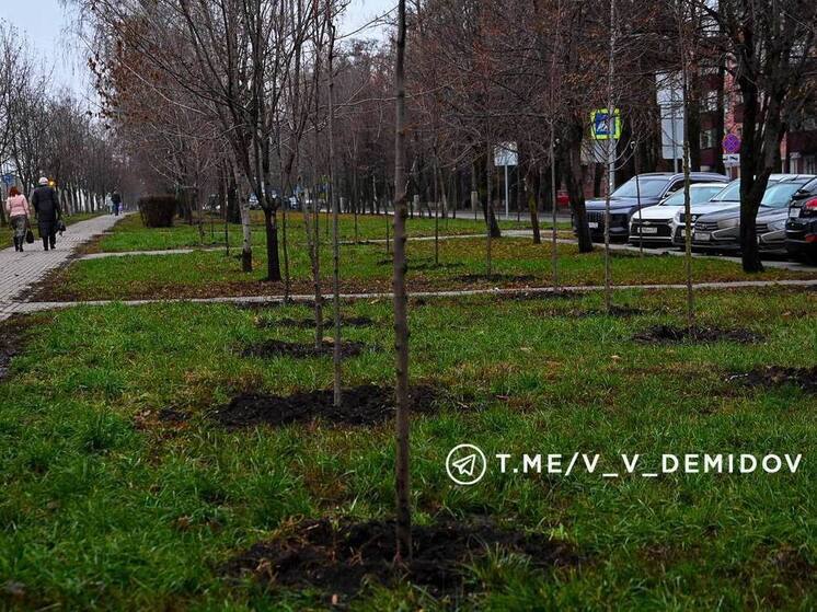 На проспекте Богдана Хмельницкого Белгорода высадили более 500 деревьев