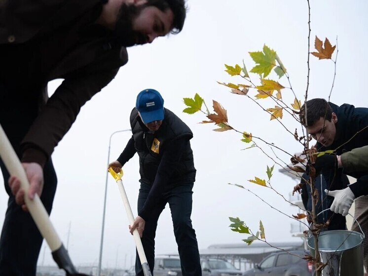 В Херсонской области высадили аллею мощных платанов