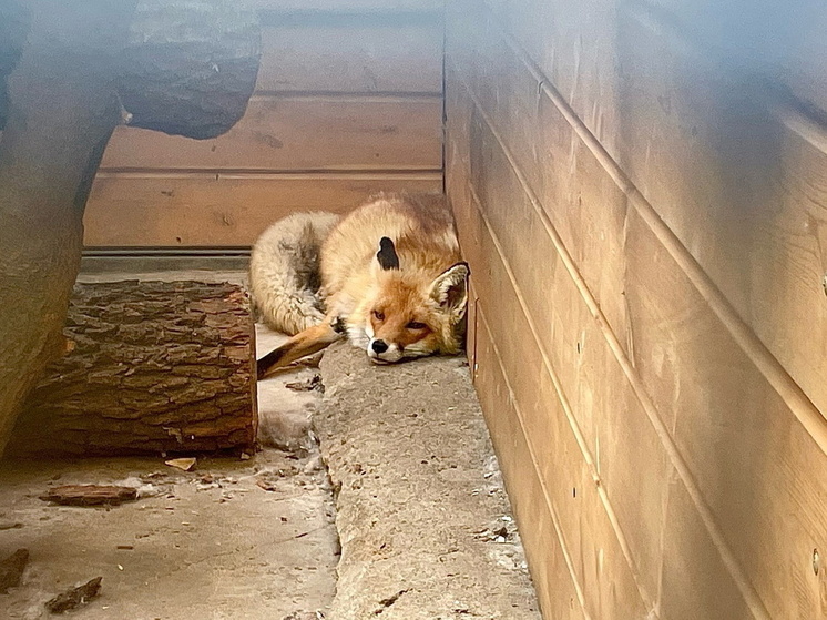 В Омской области лиса с бешенством напала на женщину: в районе ввели карантин