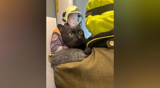 Кот Кузя застрял в унитазе во время ремонта и потребовал спасателей