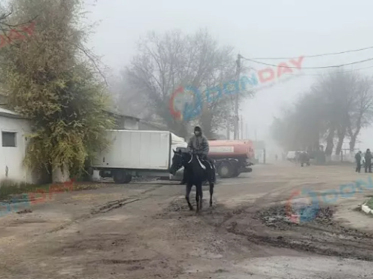 Названы условия, при которых лошадей разрешат оставить на ростовском ипподроме