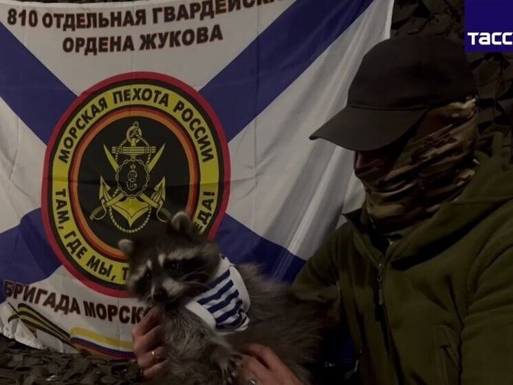 На Запорожье морпехи Черноморского флота приютили енота