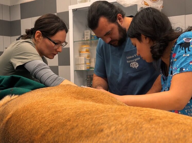 Ветеринарные специалисты из Санкт-Петербурга осуществили щадящую операцию по стерилизации львицы в одном из зоопарков Карелии