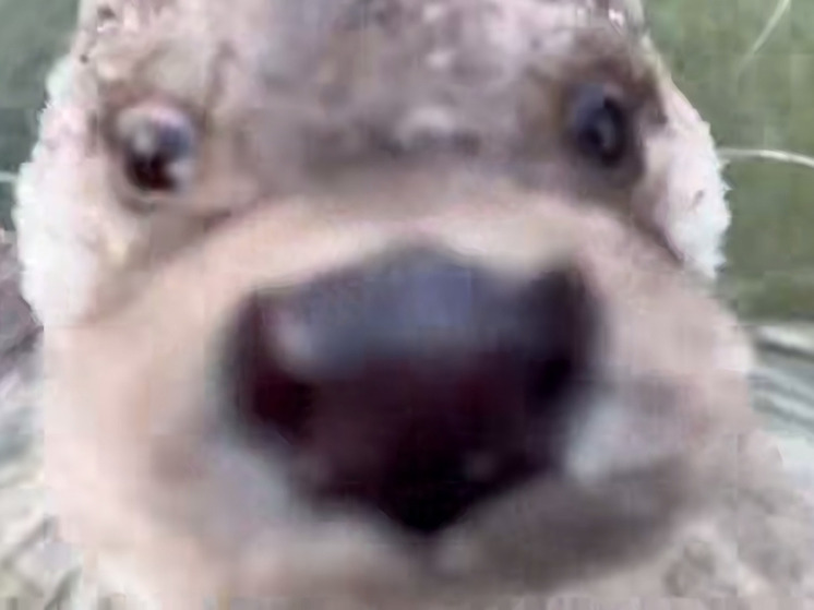 Сотрудники Лензоо позвали выдру на камеру и слегка её разочаровали