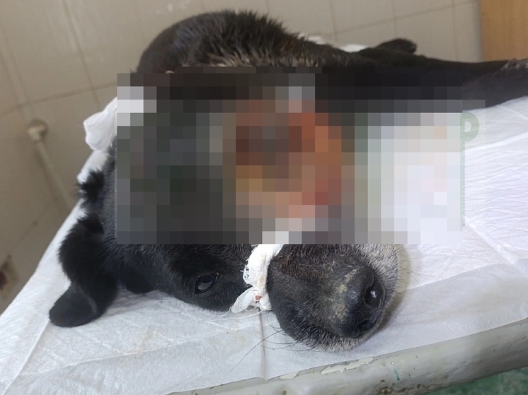 В Шахтах нашли собаку с огромной опухолью на голове