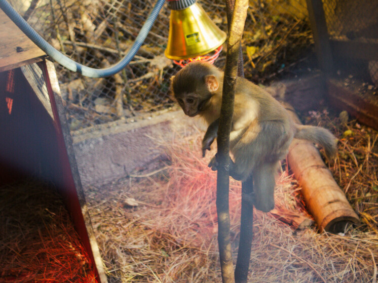 Пропавшую макаку Машу в Петербурге вернули домой