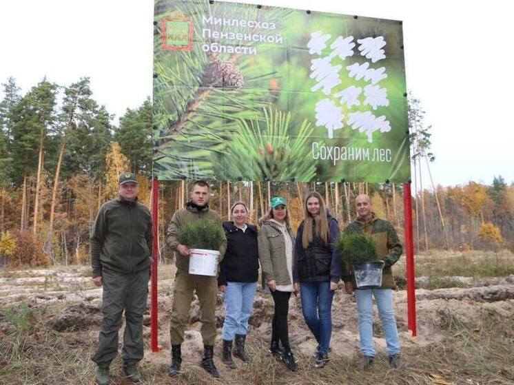 В Пензенской области восстановили почти 6 тысяч гектаров леса за пять лет
