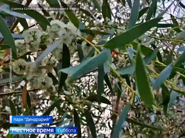 Цветы эвкалипта снеголюбивого распустились в Сочи