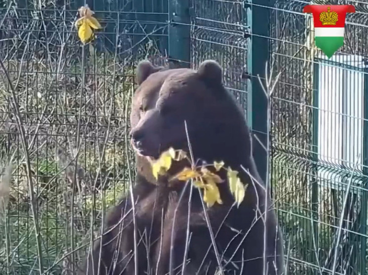 Калужский авиамедведь провел ревизию в берлоге