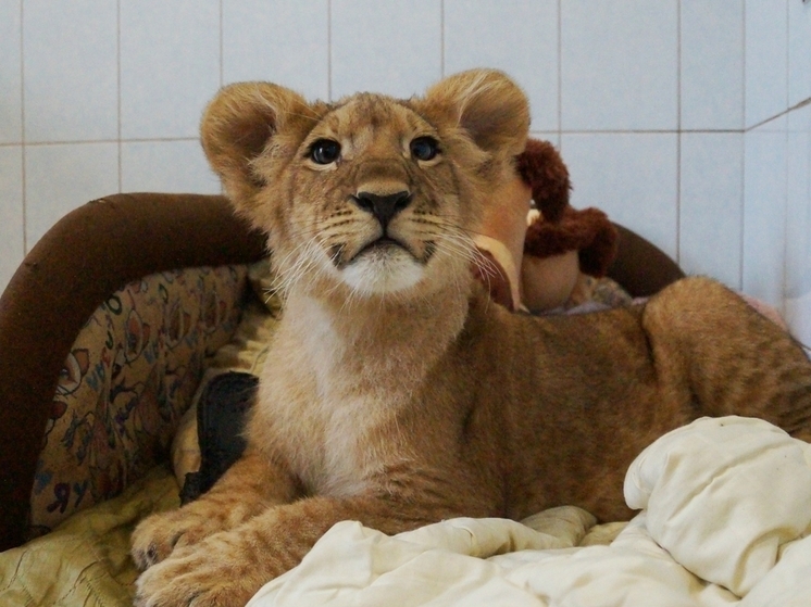 Лев по имени Зевс принимал сегодня поздравления в центре «Велес»