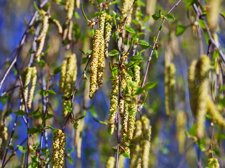 Спасение для тамбовских аллергиков: в России создают уникальную вакцину от главной весенней угрозы
