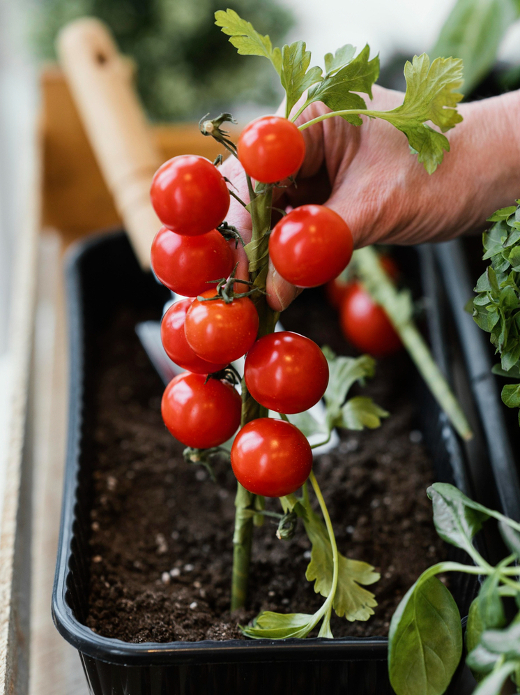Тамбовским дачникам на заметку: ноябрь лучшее время для посадки томатов