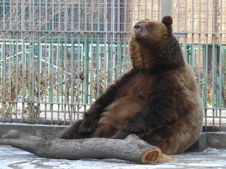 Хакасская медведица наплевала на все диеты и с аппетитом подготовилась к зиме