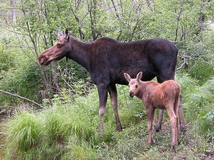 В Ярославской области задержали браконьера, лишившего жизни лосиху с лосенком