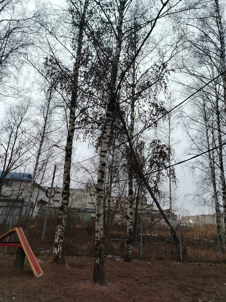 Ярославцы рассказали о дереве, которому не дают упасть провода и соседние деревья