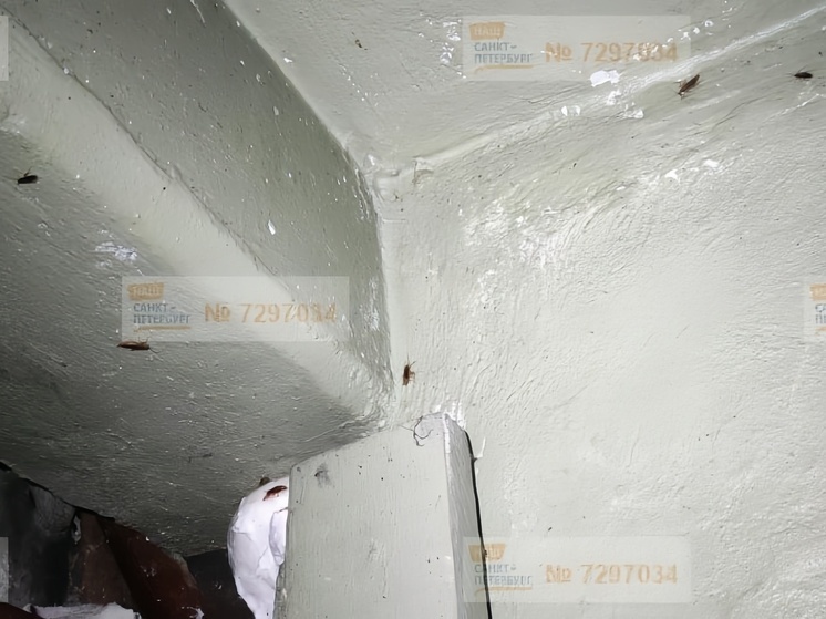 В Колпино жильцы дома на улице Тверской продолжают страдать от тараканов