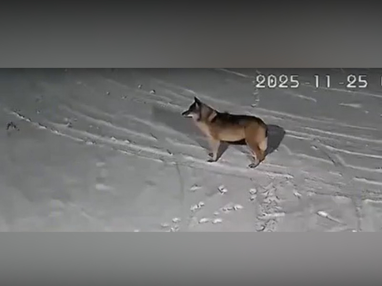 Жители карельского поселка живут в постоянном страхе из-за нашествия волков