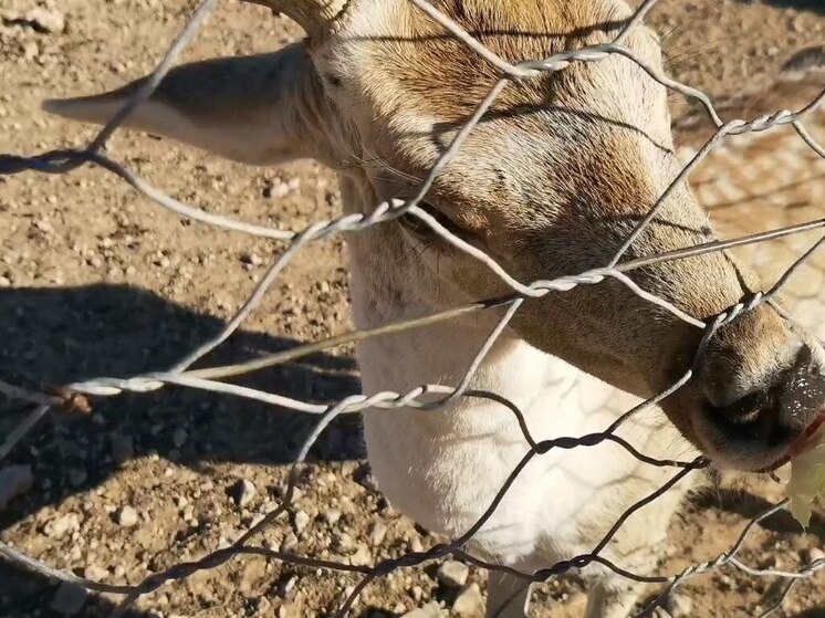 Косуля забрела на крышу бобровой хатки в Рдейском заповеднике