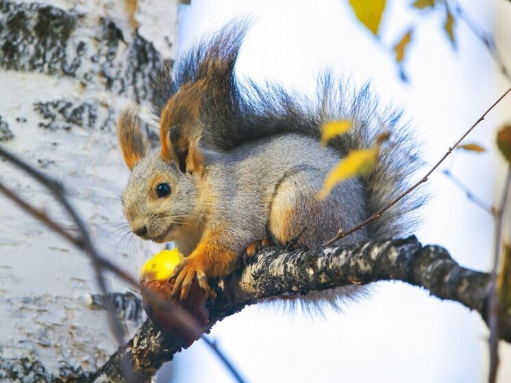 В последний день ноября на Южном Урале будет до +6 градусов