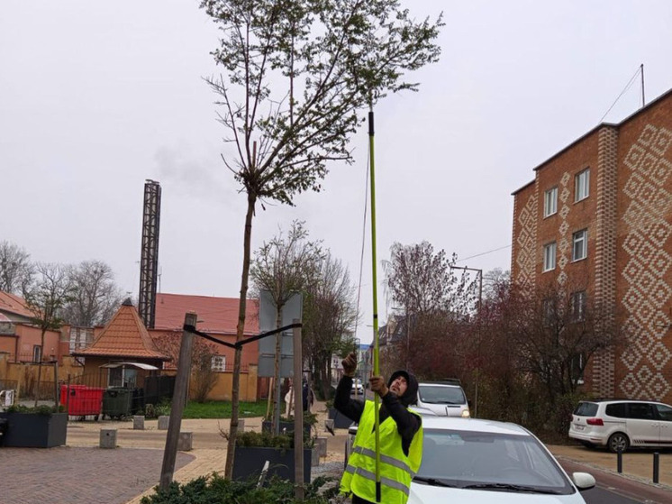В Зеленоградске рассказали о самом подходящем времени для обрезки деревьев