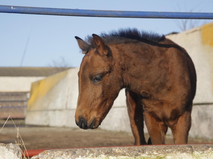 Полицейская лошадь пострадала при разгоне протестов в немецком Гиссене