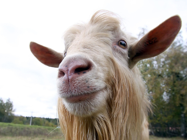 В Техасе полицейский «арестовал» козла, нарушившего общественный порядок