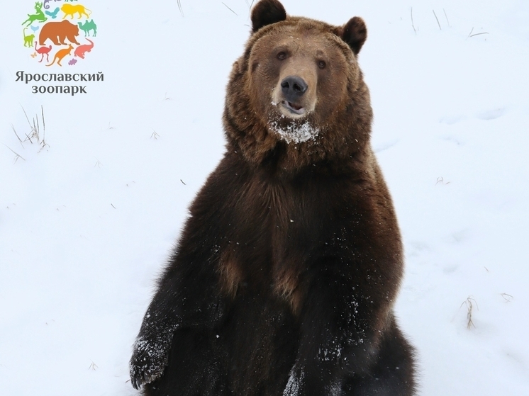 В Ярославском зоопарке проводили медведей в спячку