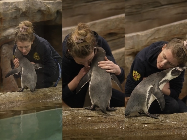 Трогательные кадры доверия пингвинов к сотруднице появилось из новосибирского зоопарка
