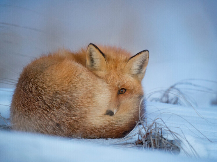 Карантин введен в деревне Верх-Чик Ордынского района из-за выявления бешенства у животного