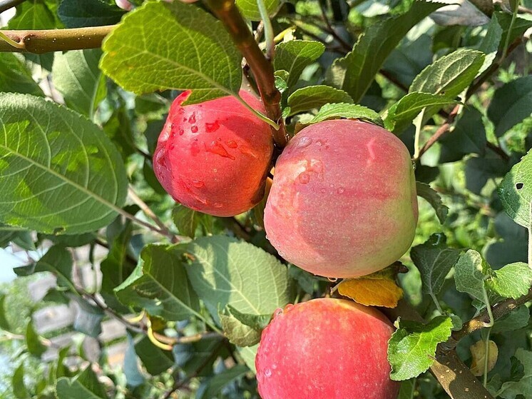 Алтайские специалисты пресекли ввоз фруктов с фитосанитарными нарушениями