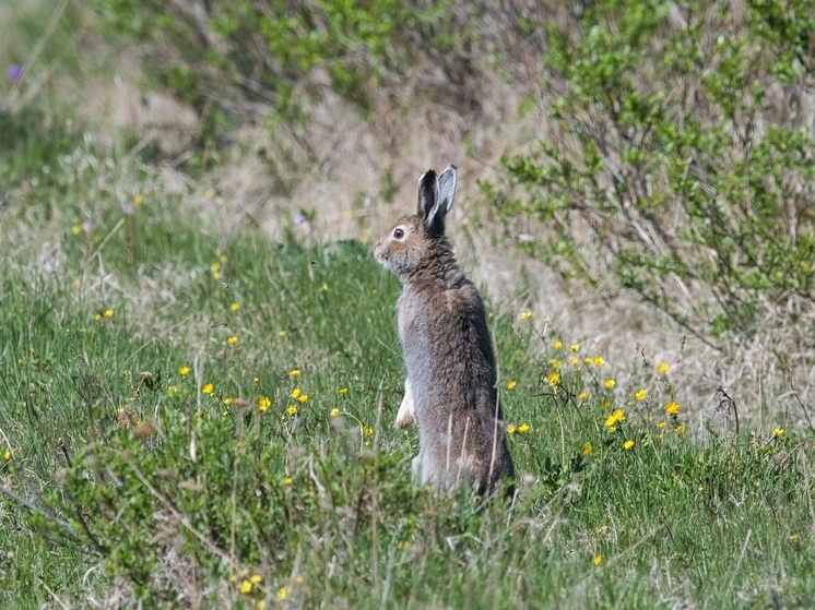 В День матери Нацпарк из Бурятии рассказал о материнском инстинкте диких животных